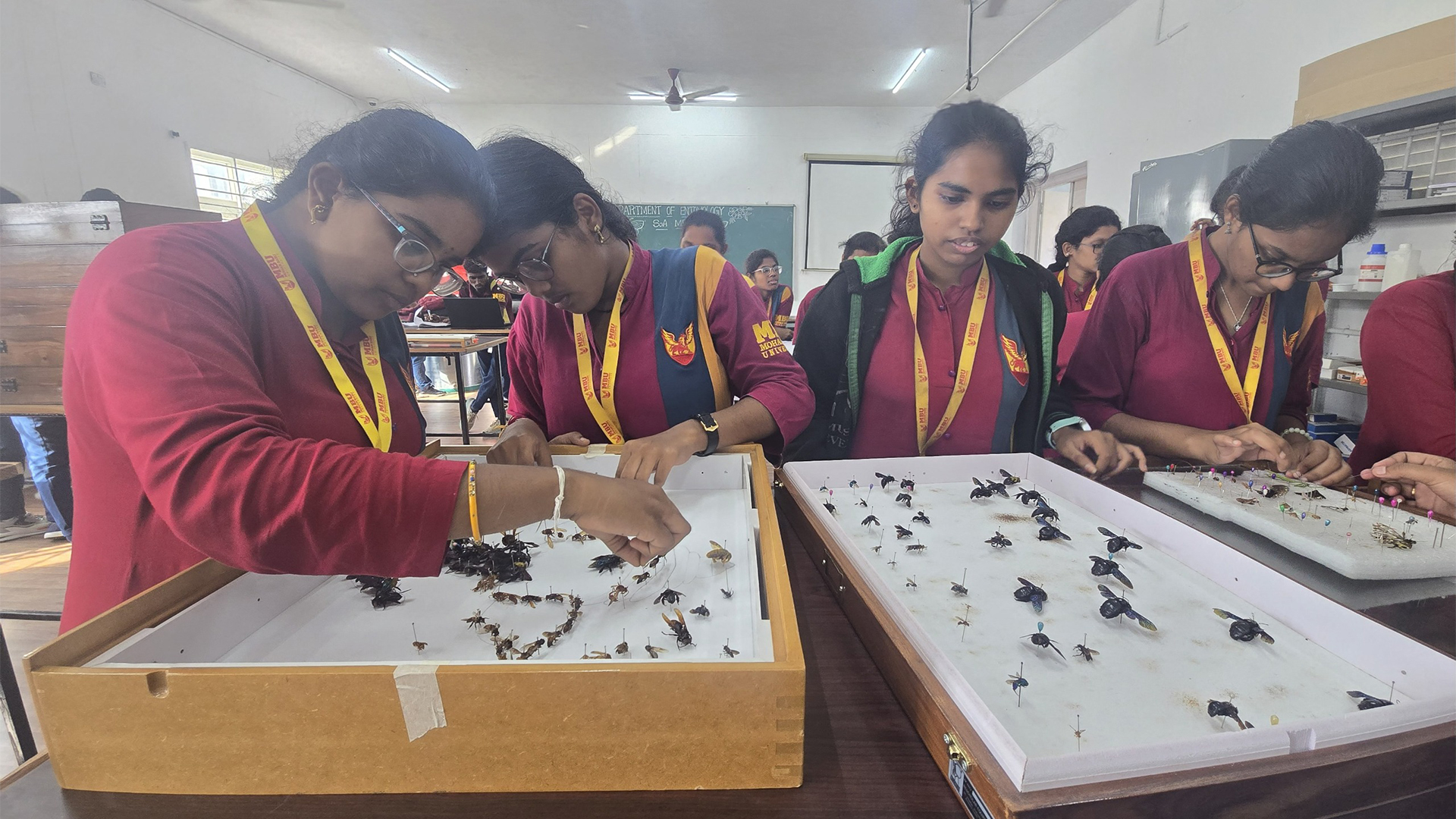 Insect Art and Model Expo: Creative Learning in Entomology